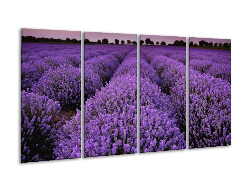 Canvas Schilderij Lavendel, Landelijk | Paars | 160x80cm 4Luik