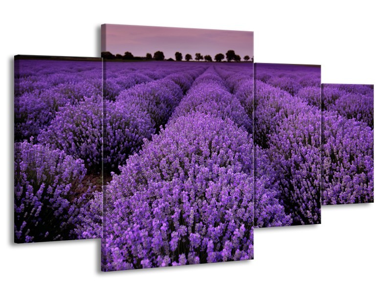 Canvas Schilderij Lavendel, Landelijk | Paars | 160x90cm 4Luik