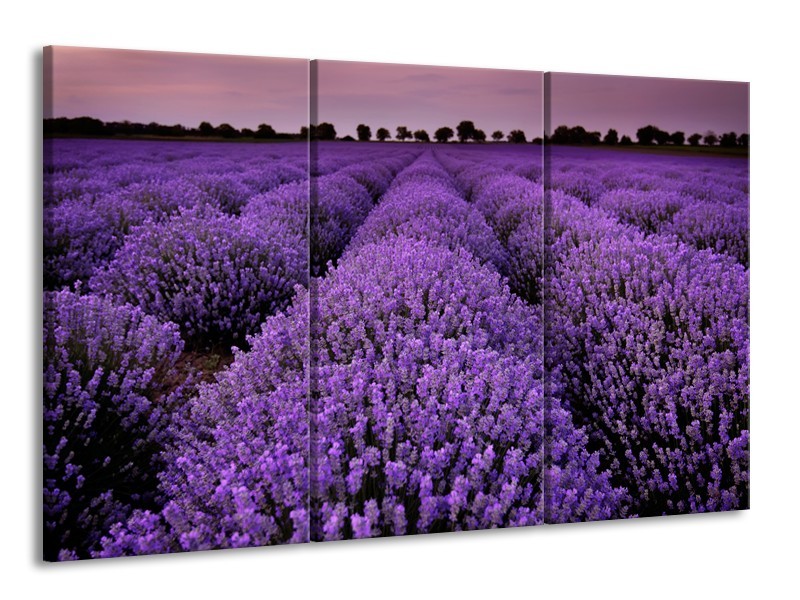 Glasschilderij Lavendel, Landelijk | Paars | 165x100cm 3Luik