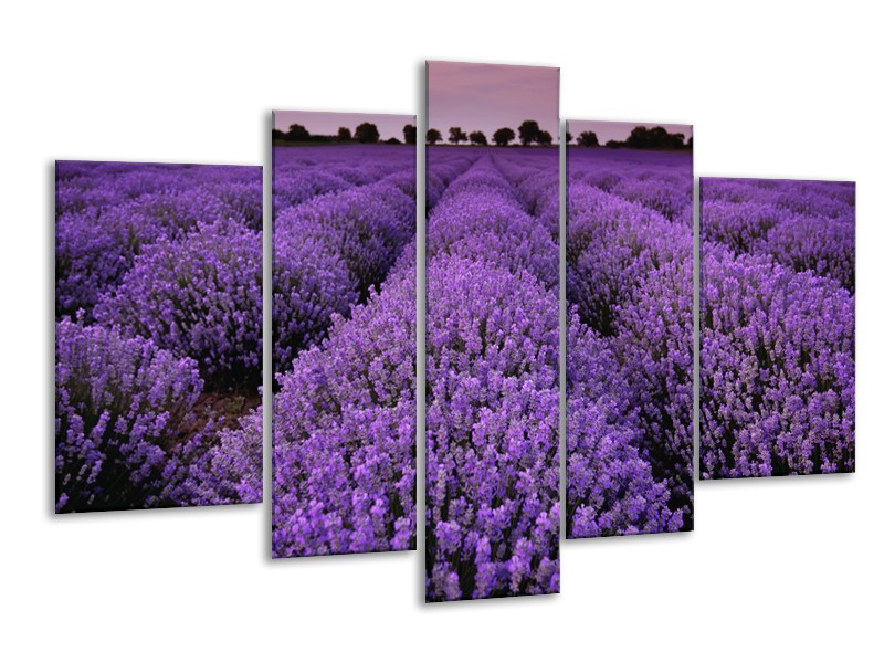 Canvas Schilderij Lavendel, Landelijk | Paars | 170x100cm 5Luik