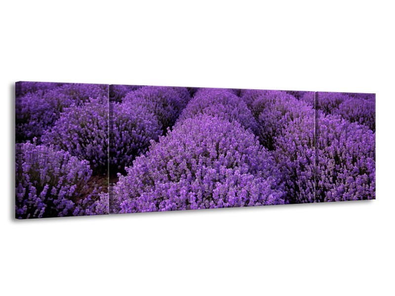 Glasschilderij Lavendel, Landelijk | Paars | 170x50cm 3Luik