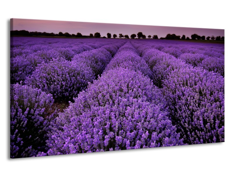 Canvas Schilderij Lavendel, Landelijk | Paars | 190x100cm 1Luik