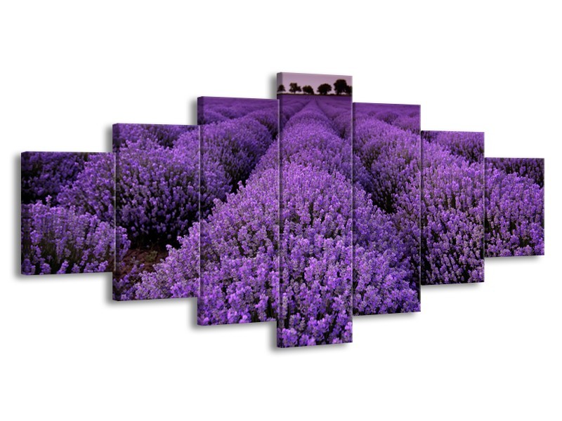 Canvas Schilderij Lavendel, Landelijk | Paars | 210x100cm 7Luik
