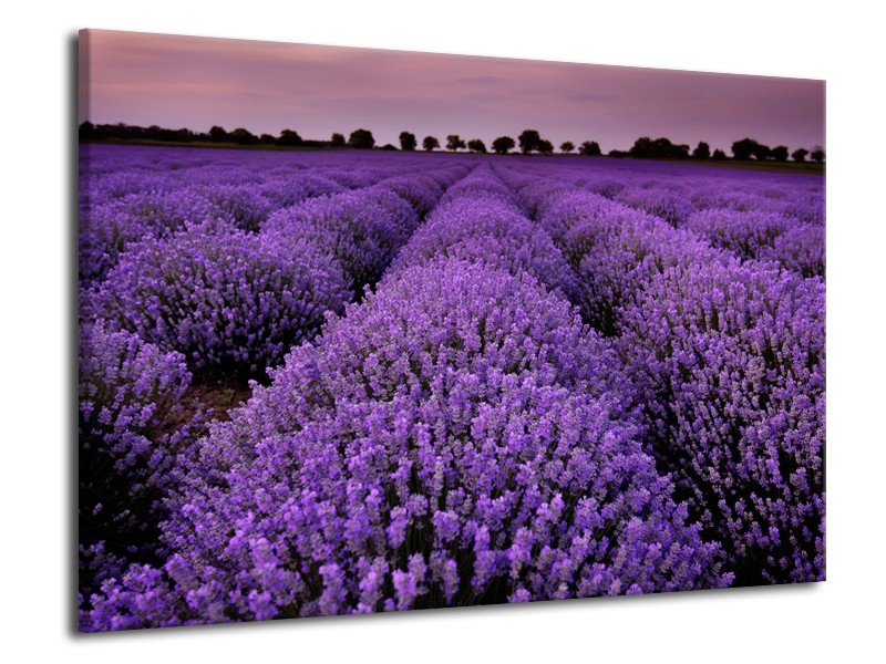 Glasschilderij Lavendel, Landelijk | Paars | 70x50cm 1Luik