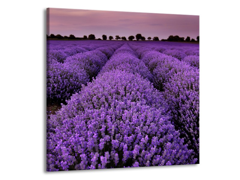Glasschilderij Lavendel, Landelijk | Paars | 70x70cm 1Luik