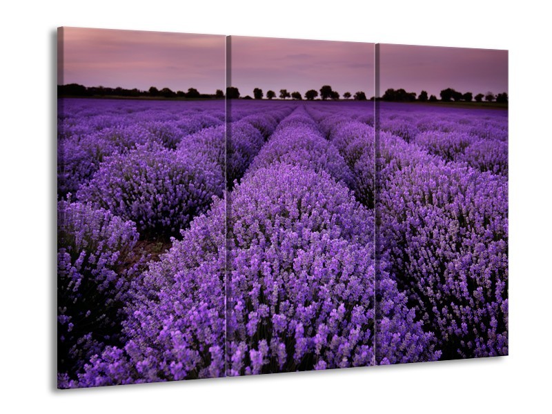 Glasschilderij Lavendel, Landelijk | Paars | 60x90cm 3Luik