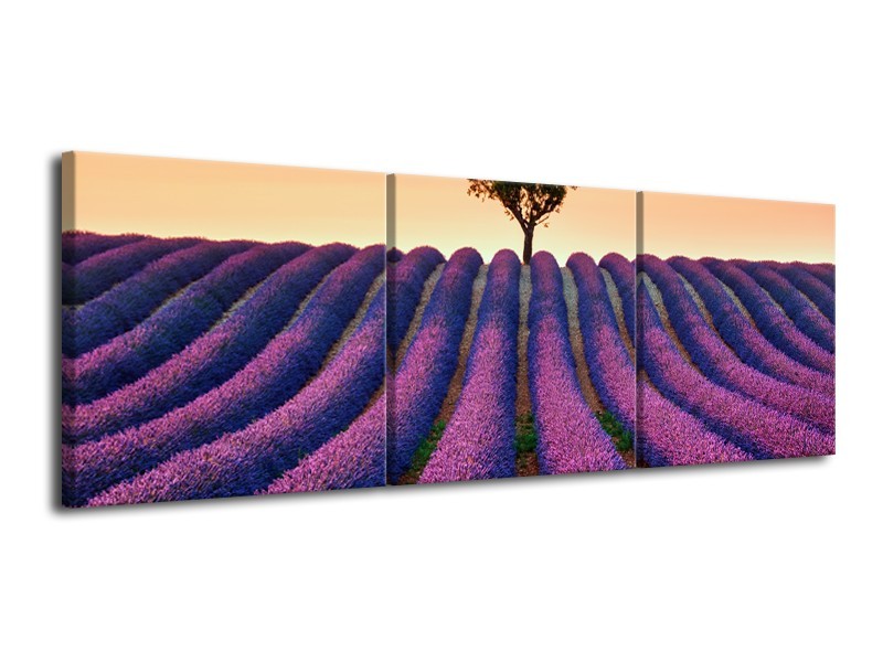 Canvas Schilderij Lavendel, Landelijk | Paars, Crème | 120x40cm 3Luik