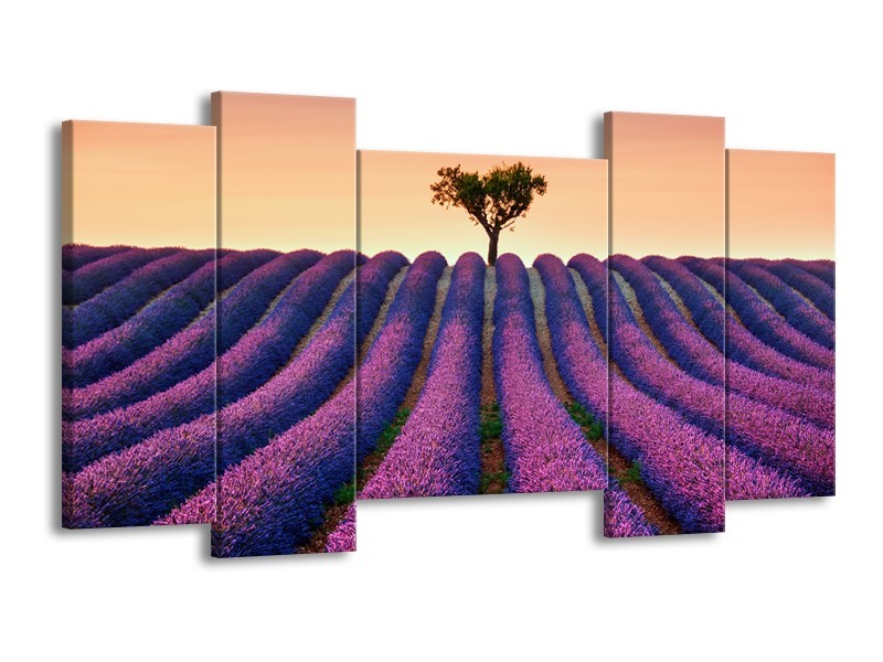 Glasschilderij Lavendel, Landelijk | Paars, Crème | 120x65cm 5Luik