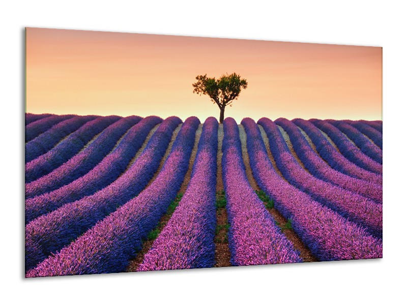 Canvas Schilderij Lavendel, Landelijk | Paars, Crème | 120x70cm 1Luik