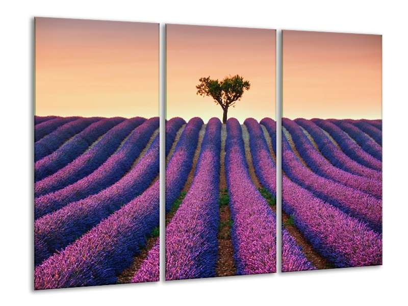 Glasschilderij Lavendel, Landelijk | Paars, Crème | 120x80cm 3Luik