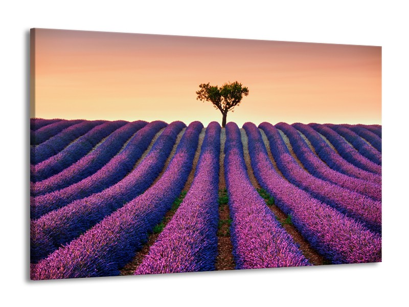 Canvas Schilderij Lavendel, Landelijk | Paars, Crème | 140x90cm 1Luik