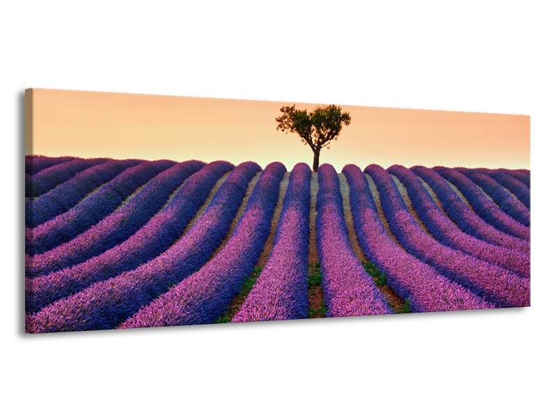 Canvas Schilderij Lavendel, Landelijk | Paars, Crème | 145x58cm 1Luik