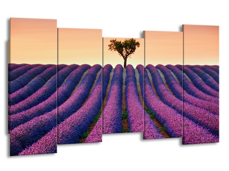 Canvas Schilderij Lavendel, Landelijk | Paars, Crème | 150x80cm 5Luik