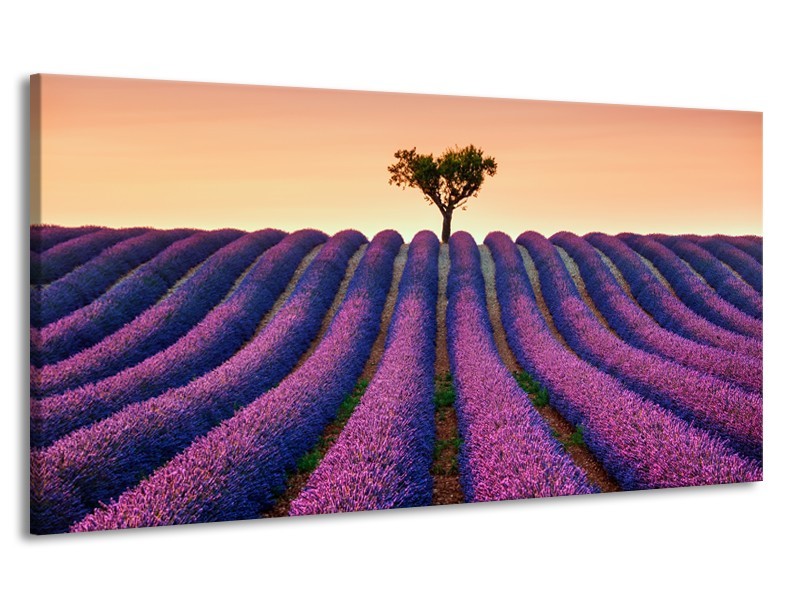 Canvas Schilderij Lavendel, Landelijk | Paars, Crème | 170x90cm 1Luik