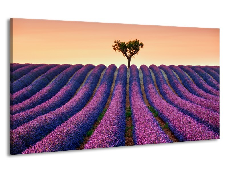 Canvas Schilderij Lavendel, Landelijk | Paars, Crème | 190x100cm 1Luik