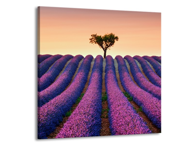 Canvas Schilderij Lavendel, Landelijk | Paars, Crème | 50x50cm 1Luik