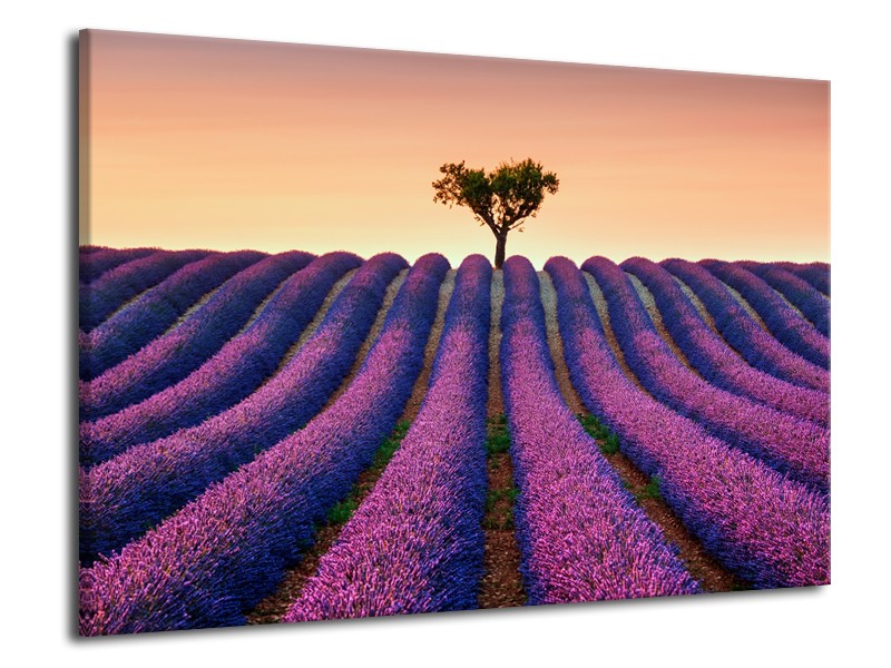 Canvas Schilderij Lavendel, Landelijk | Paars, Crème | 70x50cm 1Luik