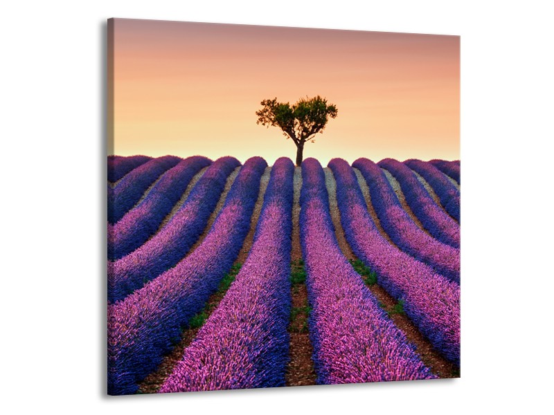 Canvas Schilderij Lavendel, Landelijk | Paars, Crème | 70x70cm 1Luik