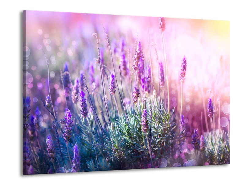 Canvas Schilderij Lavendel, Landelijk | Paars, Crème, Roze | 100x70cm 1Luik