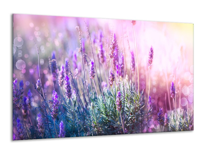 Glasschilderij Lavendel, Landelijk | Paars, Crème, Roze | 120x70cm 1Luik