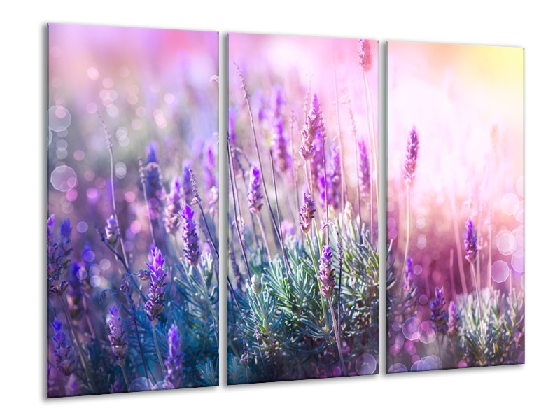 Canvas Schilderij Lavendel, Landelijk | Paars, Crème, Roze | 120x80cm 3Luik