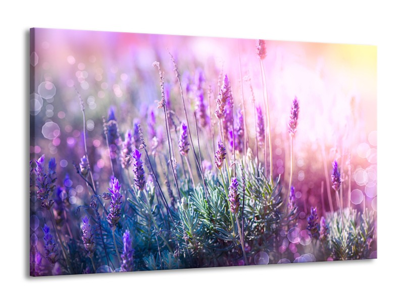 Canvas Schilderij Lavendel, Landelijk | Paars, Crème, Roze | 140x90cm 1Luik