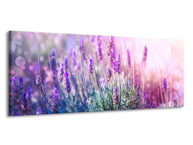 Canvas Schilderij Lavendel, Landelijk | Paars, Crème, Roze | 145x58cm 1Luik
