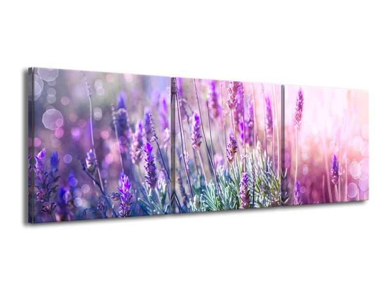 Glasschilderij Lavendel, Landelijk | Paars, Crème, Roze | 150x50cm 3Luik
