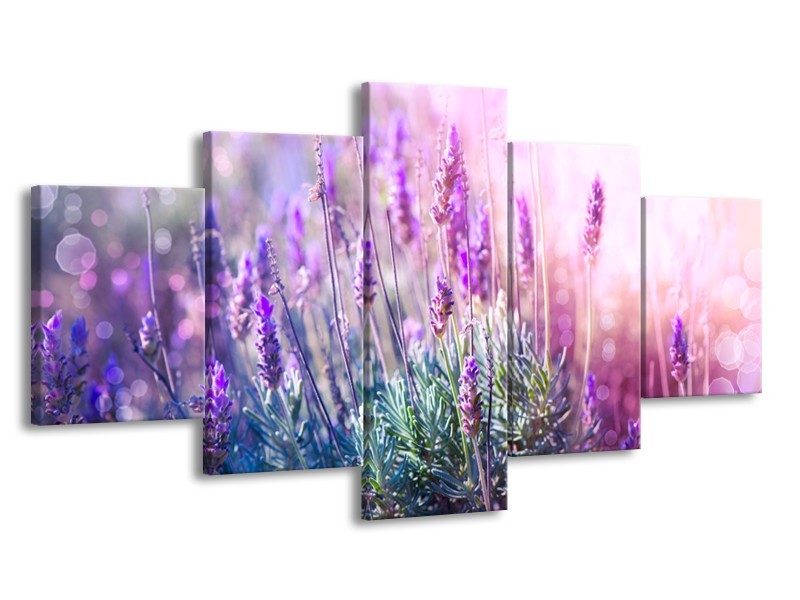 Glasschilderij Lavendel, Landelijk | Paars, Crème, Roze | 150x80cm 5Luik