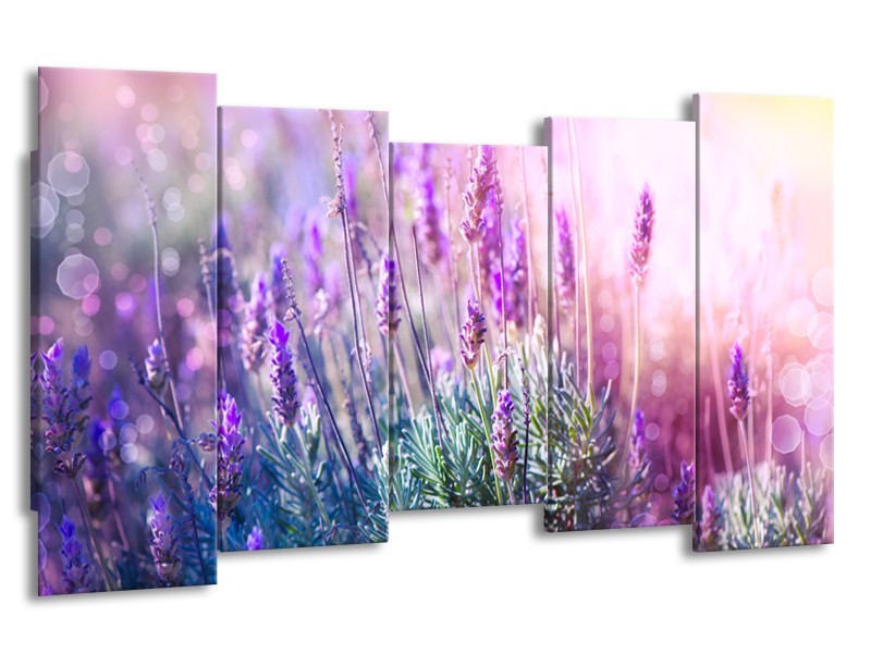 Glasschilderij Lavendel, Landelijk | Paars, Crème, Roze | 150x80cm 5Luik