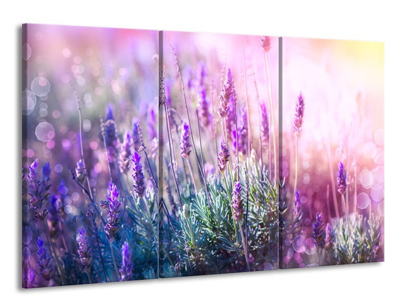 Canvas Schilderij Lavendel, Landelijk | Paars, Crème, Roze | 165x100cm 3Luik