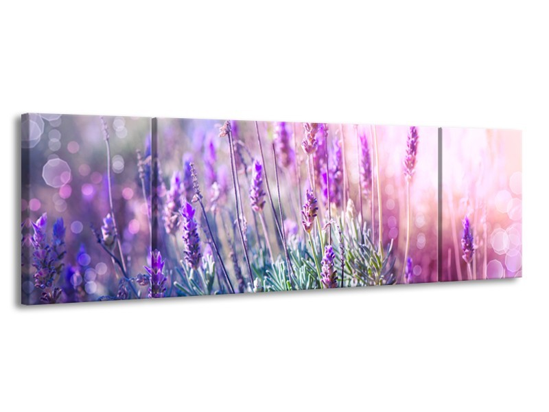Canvas Schilderij Lavendel, Landelijk | Paars, Crème, Roze | 170x50cm 3Luik