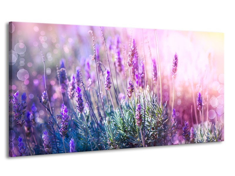 Canvas Schilderij Lavendel, Landelijk | Paars, Crème, Roze | 170x90cm 1Luik
