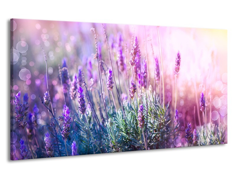 Canvas Schilderij Lavendel, Landelijk | Paars, Crème, Roze | 190x100cm 1Luik