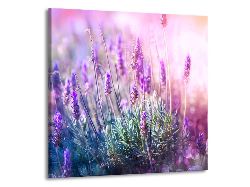 Canvas Schilderij Lavendel, Landelijk | Paars, Crème, Roze | 50x50cm 1Luik