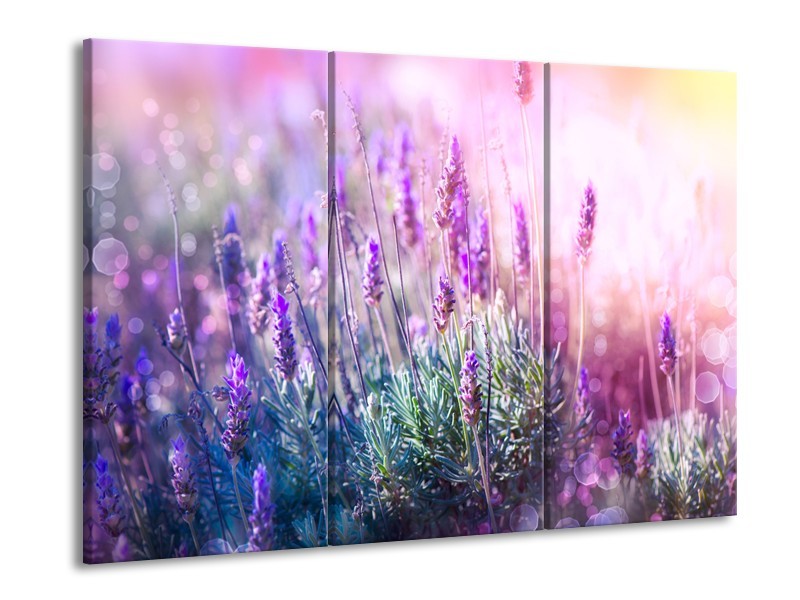 Canvas Schilderij Lavendel, Landelijk | Paars, Crème, Roze | 60x90cm 3Luik