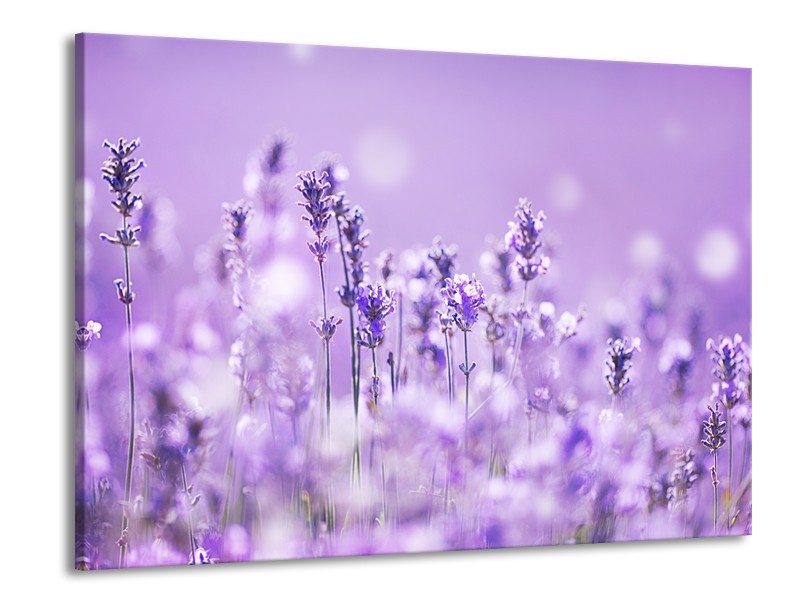 Glasschilderij Lavendel, Landelijk | Paars, Wit | 100x70cm 1Luik
