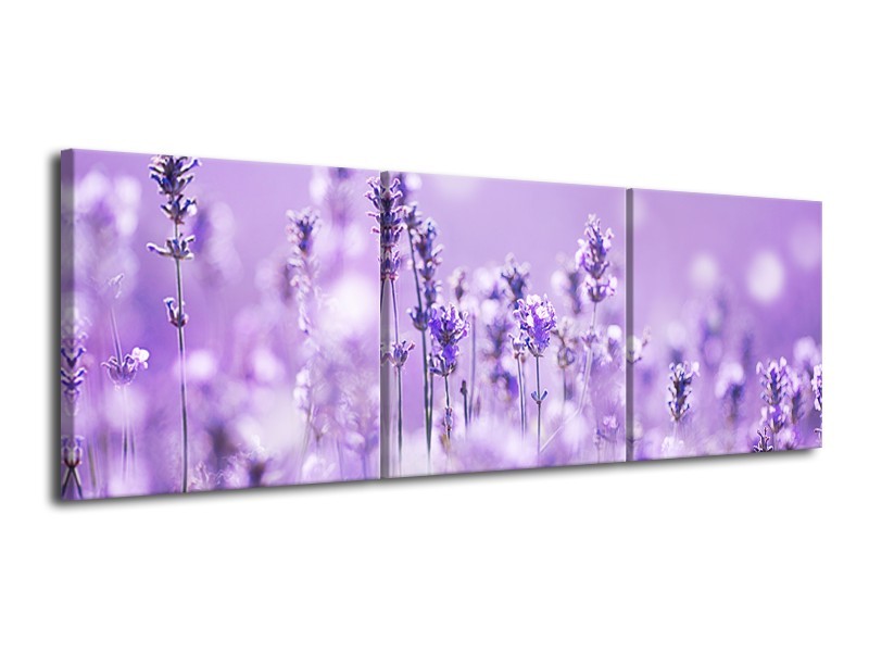 Glasschilderij Lavendel, Landelijk | Paars, Wit | 120x40cm 3Luik
