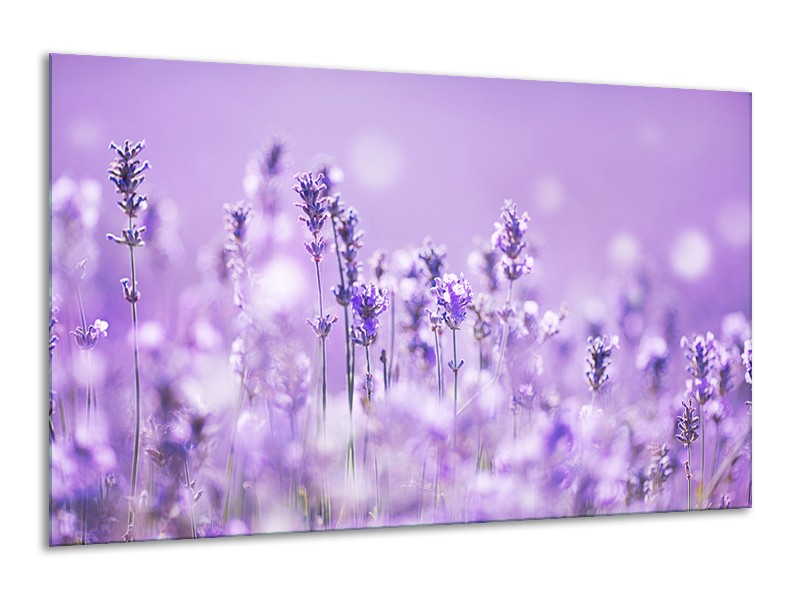 Glasschilderij Lavendel, Landelijk | Paars, Wit | 120x70cm 1Luik