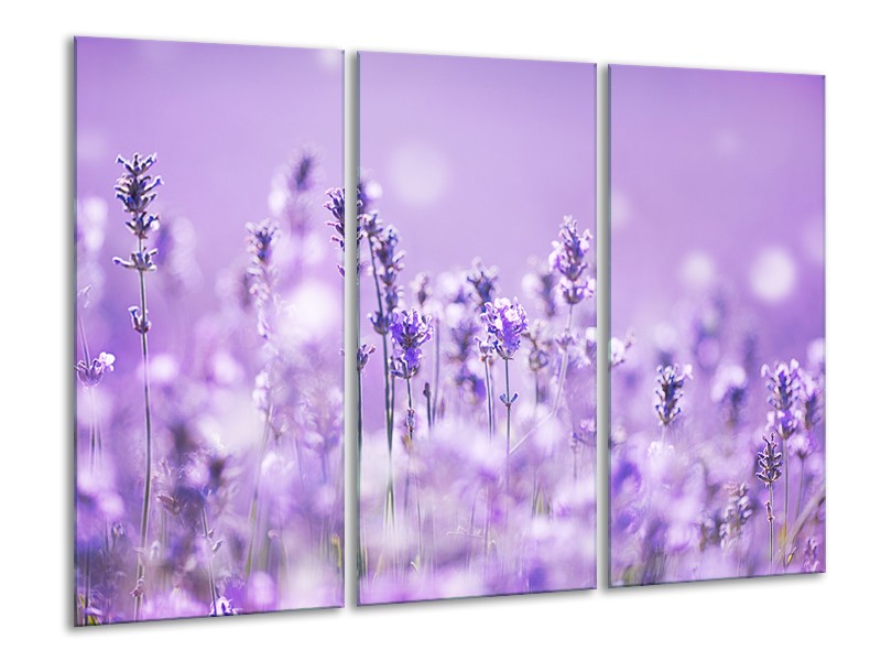 Glasschilderij Lavendel, Landelijk | Paars, Wit | 120x80cm 3Luik