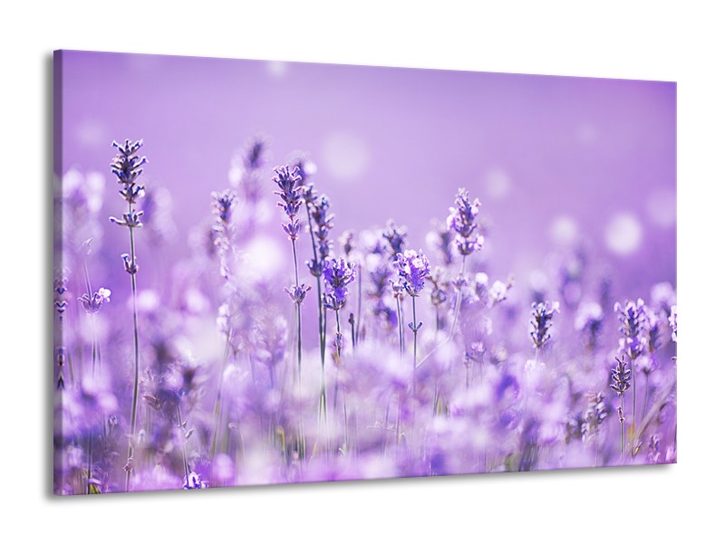 Canvas Schilderij Lavendel, Landelijk | Paars, Wit | 140x90cm 1Luik