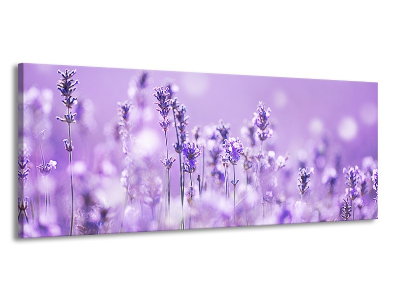 Canvas Schilderij Lavendel, Landelijk | Paars, Wit | 145x58cm 1Luik
