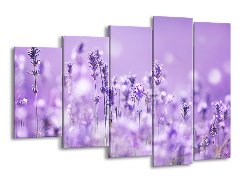 Glasschilderij Lavendel, Landelijk | Paars, Wit | 150x100cm 5Luik