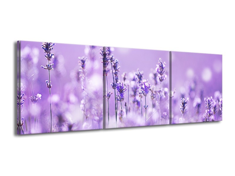 Glasschilderij Lavendel, Landelijk | Paars, Wit | 150x50cm 3Luik