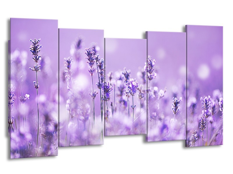 Canvas Schilderij Lavendel, Landelijk | Paars, Wit | 150x80cm 5Luik