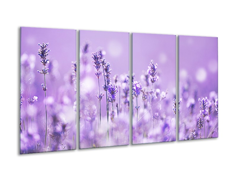 Glasschilderij Lavendel, Landelijk | Paars, Wit | 160x80cm 4Luik