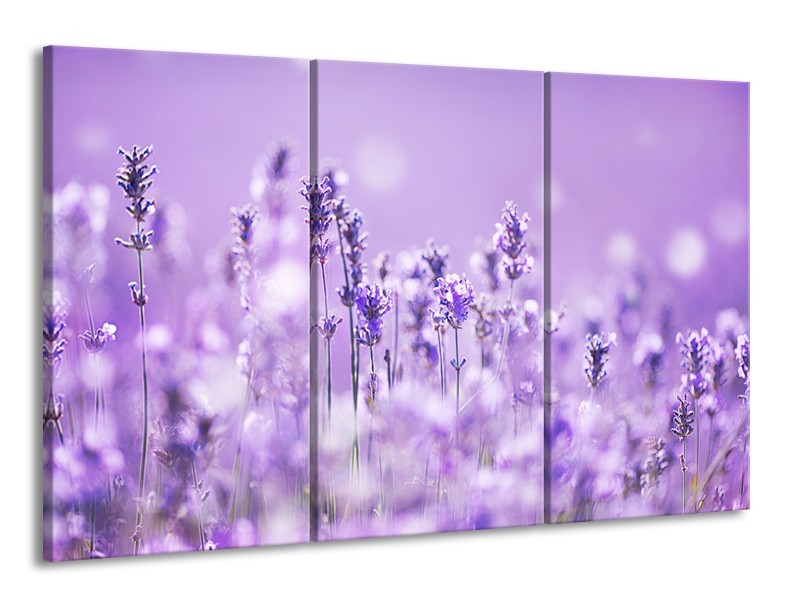 Canvas Schilderij Lavendel, Landelijk | Paars, Wit | 165x100cm 3Luik