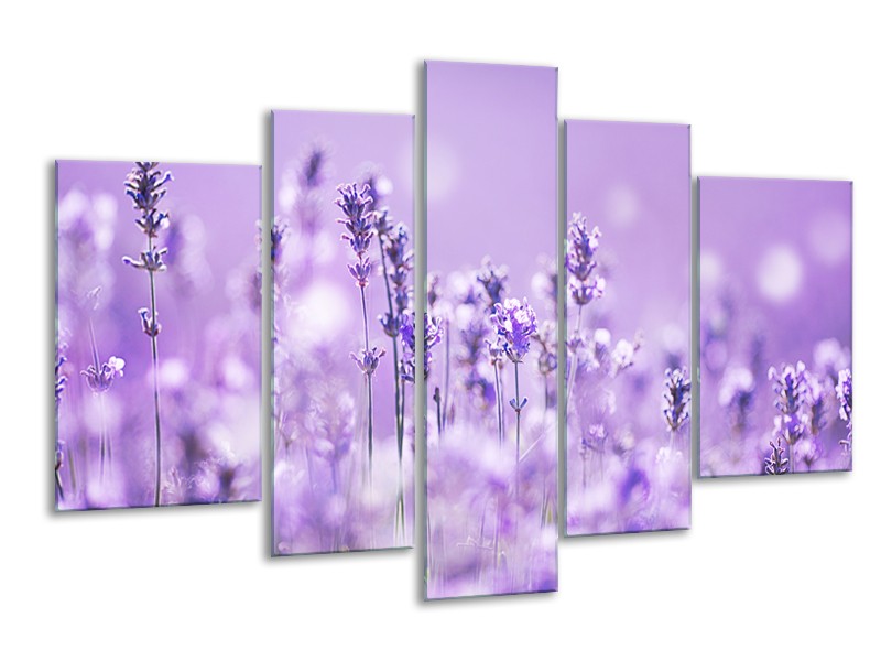 Canvas Schilderij Lavendel, Landelijk | Paars, Wit | 170x100cm 5Luik