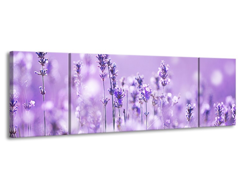 Canvas Schilderij Lavendel, Landelijk | Paars, Wit | 170x50cm 3Luik