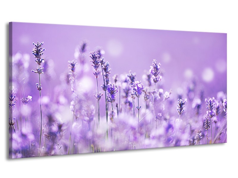 Canvas Schilderij Lavendel, Landelijk | Paars, Wit | 170x90cm 1Luik